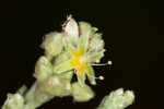 Longleaf buckwheat